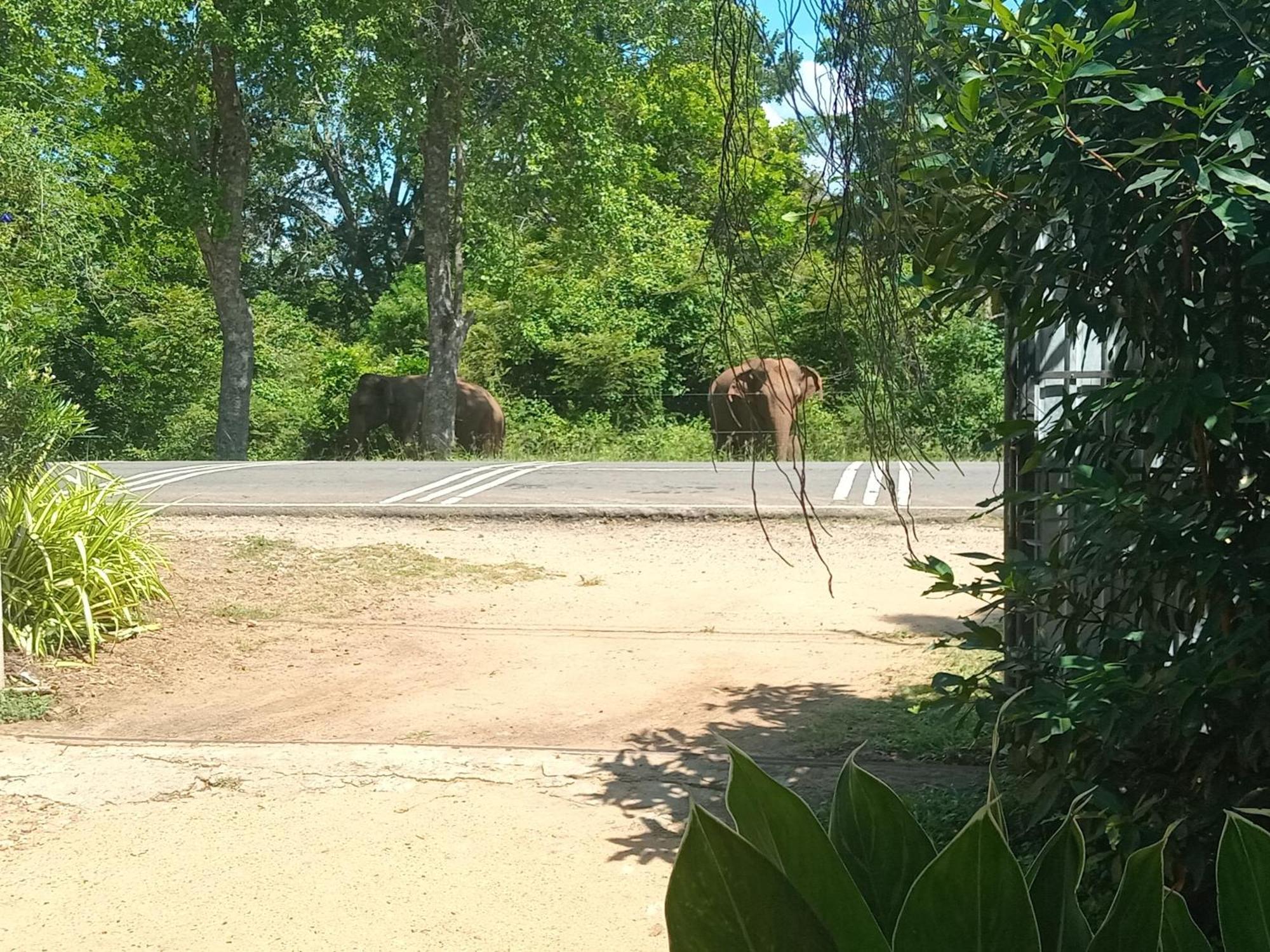 Peacock Villa Resort Udawalawe Pokoj fotografie